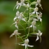 Dvilapė blandis - Platanthera bifolia | Fotografijos autorius : Kazimieras Martinaitis | © Macronature.eu | Macro photography web site