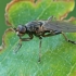 Lesser dung flie - Copromyza equina | Fotografijos autorius : Gintautas Steiblys | © Macronature.eu | Macro photography web site