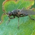 Copromyza equina | Fotografijos autorius : Gintautas Steiblys | © Macronature.eu | Macro photography web site