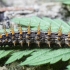 Lesser marbled fritillary - Brenthis ino, caterpillar | Fotografijos autorius : Vytautas Gluoksnis | © Macronature.eu | Macro photography web site