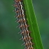 Lesser marbled fritillary - Brenthis ino, caterpillar | Fotografijos autorius : Gintautas Steiblys | © Macronature.eu | Macro photography web site