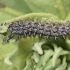 Lesser spotted fritillary - Melitaea trivia, catterpilar | Fotografijos autorius : Gintautas Steiblys | © Macronature.eu | Macro photography web site