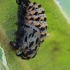 Lesser spotted fritillary - Melitaea trivia, pupa | Fotografijos autorius : Gintautas Steiblys | © Macronature.eu | Macro photography web site