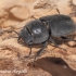 Lesser stag beetle (Dorcus parallelipipedus) | Fotografijos autorius : Aleksandras Naryškin | © Macronature.eu | Macro photography web site