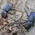 Lesser stag beetle – Dorcus parallelipipedus | Fotografijos autorius : Agnė Našlėnienė | © Macronature.eu | Macro photography web site