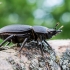 Lesser stag beetle - Dorcus parallelipipedus  | Fotografijos autorius : Oskaras Venckus | © Macronature.eu | Macro photography web site