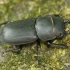 Lesser stag beetle - Dorcus parallelipipedus  | Fotografijos autorius : Lukas Jonaitis | © Macronature.eu | Macro photography web site