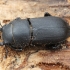 Lesser stag beetle - Dorcus parallelipipedus | Fotografijos autorius : Vytautas Tamutis | © Macronature.eu | Macro photography web site