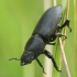 Lesser stag beetle - Dorcus parallelipipedus | Fotografijos autorius : Vidas Brazauskas | © Macronature.eu | Macro photography web site