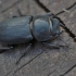 Lesser stag beetle - Dorcus parallelipipedus | Fotografijos autorius : Kęstutis Obelevičius | © Macronature.eu | Macro photography web site