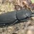 Lesser stag beetle - Dorcus parallelipipedus | Fotografijos autorius : Gintautas Steiblys | © Macronature.eu | Macro photography web site
