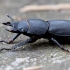 Lesser stag beetle - Dorcus parallelipipedus | Fotografijos autorius : Gediminas Gražulevičius | © Macronature.eu | Macro photography web site