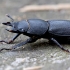 Platusis elniavabalis - Dorcus parallelipipedus | Fotografijos autorius : Gediminas Gražulevičius | © Macronature.eu | Macro photography web site