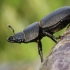 Platusis elniavabalis - Dorcus parallelipipedus | Fotografijos autorius : Agnė Našlėnienė | © Macronature.eu | Macro photography web site