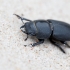Lesser stag beetle - Dorcus parallelipipedus | Fotografijos autorius : Zita Gasiūnaitė | © Macronature.eu | Macro photography web site