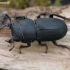 Lesser stag beetle - Dorcus parallelipipedus | Fotografijos autorius : Algirdas Vilkas | © Macronature.eu | Macro photography web site