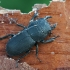 Lesser stag beetle - Dorcus parallelipipedus | Fotografijos autorius : Vytautas Gluoksnis | © Macronature.eu | Macro photography web site