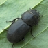 Lesser stag beetle - Dorcus parallelipipedus | Fotografijos autorius : Vidas Brazauskas | © Macronature.eu | Macro photography web site