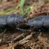 Lesser stag beetles - Dorcus parallelipipedus  | Fotografijos autorius : Gintautas Steiblys | © Macronature.eu | Macro photography web site
