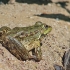 Levant green frog - Pelophylax bedriagae | Fotografijos autorius : Gintautas Steiblys | © Macronature.eu | Macro photography web site