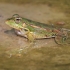 Levant green frog - Pelophylax bedriagae | Fotografijos autorius : Gintautas Steiblys | © Macronature.eu | Macro photography web site
