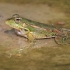 Levantinė varlė - Pelophylax bedriagae | Fotografijos autorius : Gintautas Steiblys | © Macronature.eu | Macro photography web site