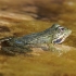 Levant green frog - Pelophylax bedriagae | Fotografijos autorius : Gintautas Steiblys | © Macronature.eu | Macro photography web site