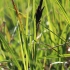 Lieknoji viksva - Carex acuta | Fotografijos autorius : Gintautas Steiblys | © Macrogamta.lt | Šis tinklapis priklauso bendruomenei kuri domisi makro fotografija ir fotografuoja gyvąjį makro pasaulį.