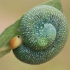 Light-tibia Hawthorn sawfly - Trichiosoma lucorum, larva | Fotografijos autorius : Gintautas Steiblys | © Macronature.eu | Macro photography web site