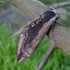 Ligustrinis sfinksas - Sphinx ligustri | Fotografijos autorius : Romas Ferenca | © Macrogamta.lt | Šis tinklapis priklauso bendruomenei kuri domisi makro fotografija ir fotografuoja gyvąjį makro pasaulį.