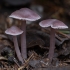 Dvokioji šalmabudė - Mycena pura ? | Fotografijos autorius : Žilvinas Pūtys | © Macronature.eu | Macro photography web site