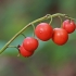 Lily of the valley - Convallaria majalis, fruits | Fotografijos autorius : Gintautas Steiblys | © Macronature.eu | Macro photography web site