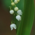 Lily of the valley - Convallaria majalis | Fotografijos autorius : Gintautas Steiblys | © Macronature.eu | Macro photography web site