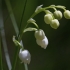 Lily of the valley - Convallaria majalis | Fotografijos autorius : Zita Gasiūnaitė | © Macronature.eu | Macro photography web site