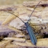 Lime Beetle - Stenostola dubia ♂ | Fotografijos autorius : Romas Ferenca | © Macronature.eu | Macro photography web site