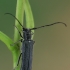 Lime Beetle - Stenostola dubia | Fotografijos autorius : Gintautas Steiblys | © Macronature.eu | Macro photography web site