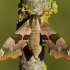 Lime Hawk-moth - Mimas tiliae | Fotografijos autorius : Zita Gasiūnaitė | © Macronature.eu | Macro photography web site