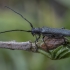 Lime beetle - Stenostola dubia ♂ | Fotografijos autorius : Žilvinas Pūtys | © Macronature.eu | Macro photography web site