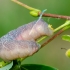 Lime hawk-moth | Mimas tiliae | caterpillar | Fotografijos autorius : Darius Baužys | © Macronature.eu | Macro photography web site