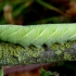 Lime hawk-moth - Mimas tiliae, catterpilar | Fotografijos autorius : Romas Ferenca | © Macronature.eu | Macro photography web site