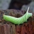 Lime hawk-moth - Mimas tiliae, catterpilar | Fotografijos autorius : Romas Ferenca | © Macronature.eu | Macro photography web site