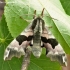Lime hawk-moth - Mimas tiliae | Fotografijos autorius : Vytautas Tamutis | © Macronature.eu | Macro photography web site
