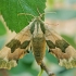 Lime hawk-moth - Mimas tiliae | Fotografijos autorius : Gintautas Steiblys | © Macronature.eu | Macro photography web site