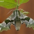 Lime hawk-moth - Mimas tiliae | Fotografijos autorius : Darius Baužys | © Macronature.eu | Macro photography web site