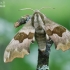 Lime hawk-moth - Mimas tiliae | Fotografijos autorius : Arūnas Eismantas | © Macronature.eu | Macro photography web site