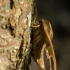 Lime hawk-moth - Mimas tiliae | Fotografijos autorius : Dalia Račkauskaitė | © Macronature.eu | Macro photography web site