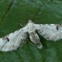 Lime-speck Pug - Eupithecia centaureata | Fotografijos autorius : Gintautas Steiblys | © Macronature.eu | Macro photography web site