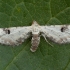 Lime-speck Pug - Eupithecia centaureata | Fotografijos autorius : Žilvinas Pūtys | © Macronature.eu | Macro photography web site