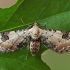 Lime-speck Pug - Eupithecia centaureata | Fotografijos autorius : Gintautas Steiblys | © Macronature.eu | Macro photography web site