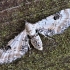 Lime-speck Pug - Eupithecia centaureata | Fotografijos autorius : Kazimieras Martinaitis | © Macronature.eu | Macro photography web site